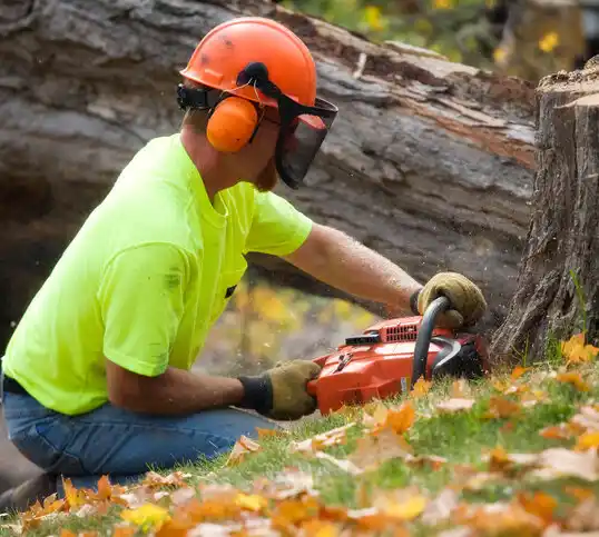 tree services Wolfhurst